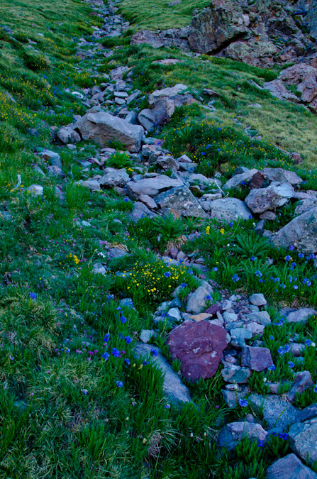 Mount Adams trail of flowers