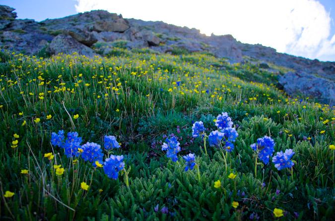 Wildflowers on Mount Adams