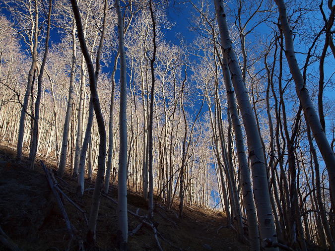 Awesome Aspen trees by Ethan Beute