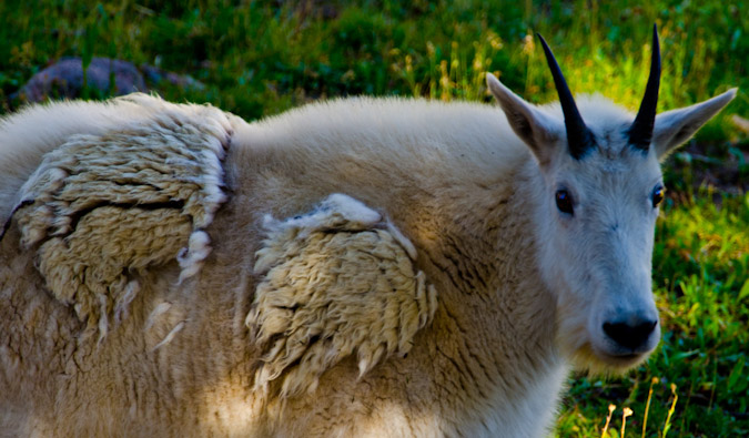 Scruffly Mountain Goat changing fur