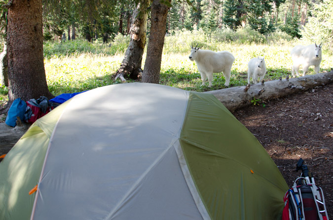 Mountain Goats at camp