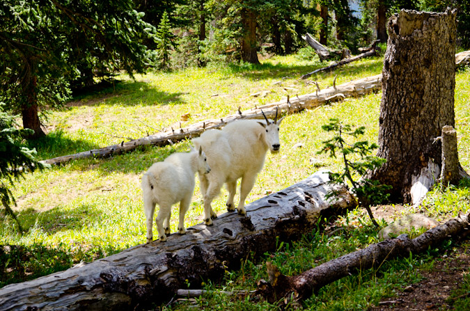 Log-walking Mountain Goats
