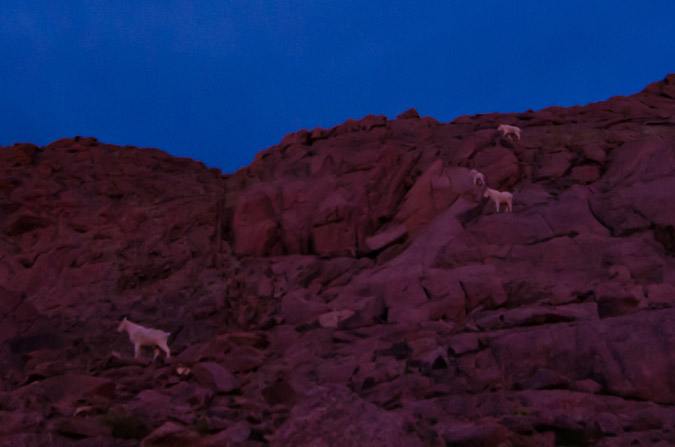 Mountain Goats descending Eolus
