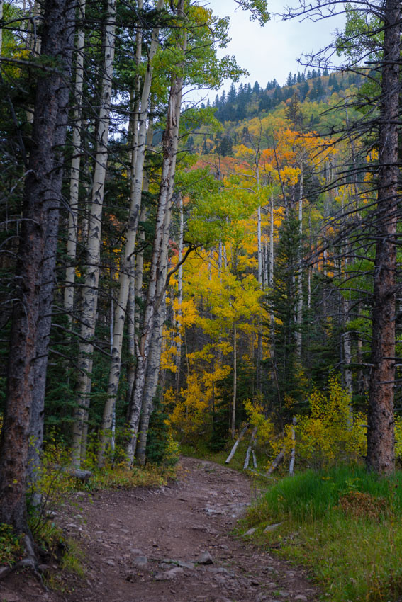 Fall colors at the South Colony Basin Trail