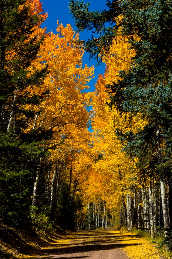 Road of changing aspen trees