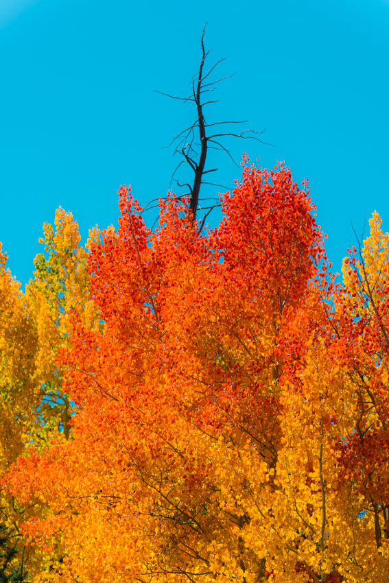 Blue skies and red and gold aspen