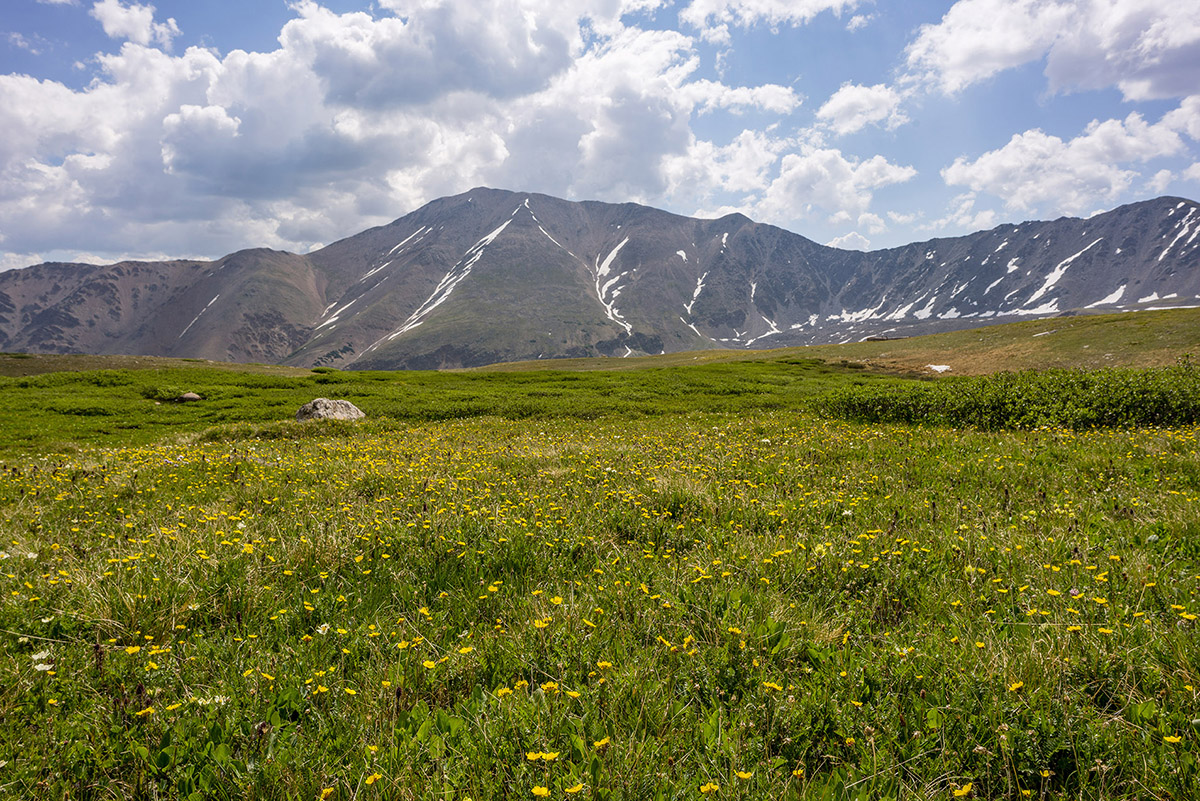 Mount Elbert and Wildflowers