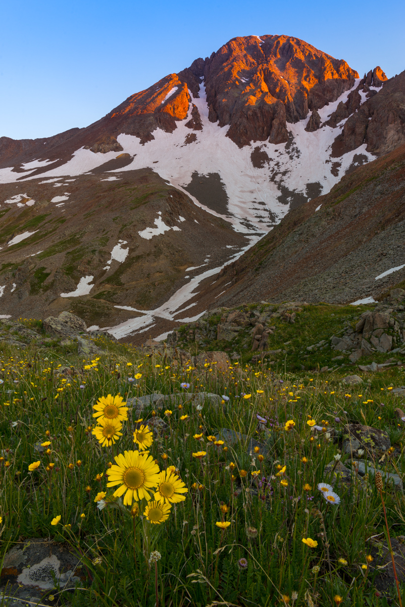 Wilson Peak and Alpine Sunflowers at sunrise
