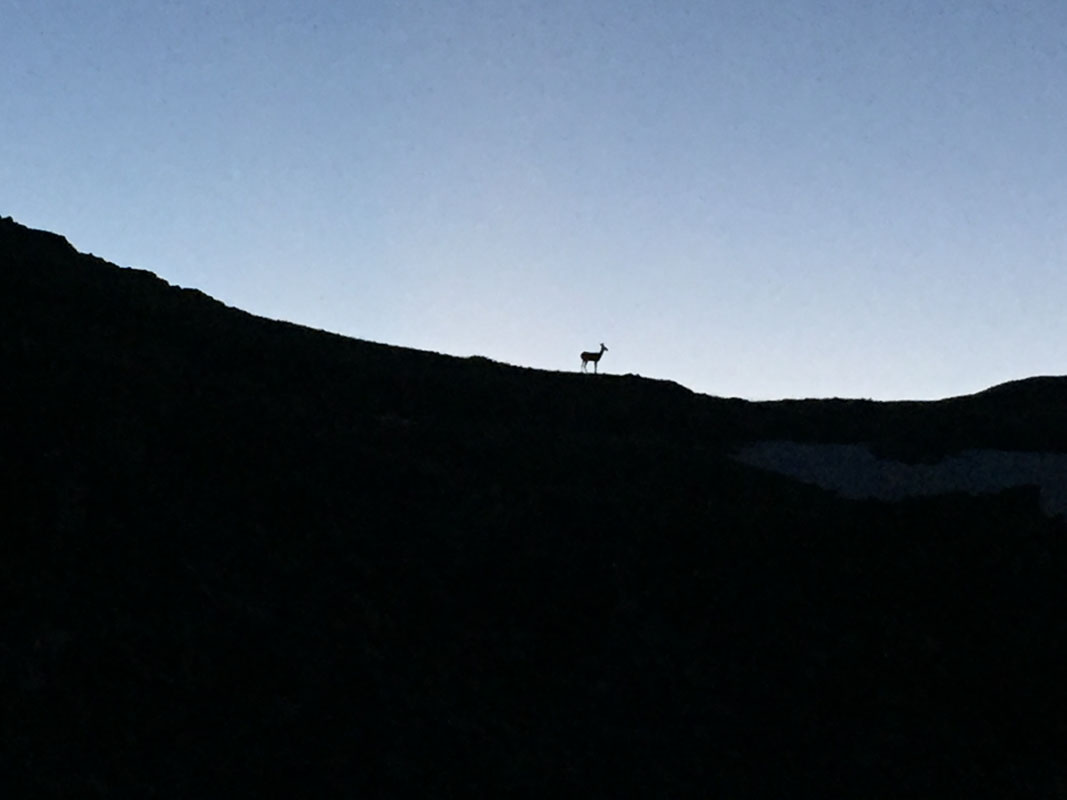 Deer on horizon