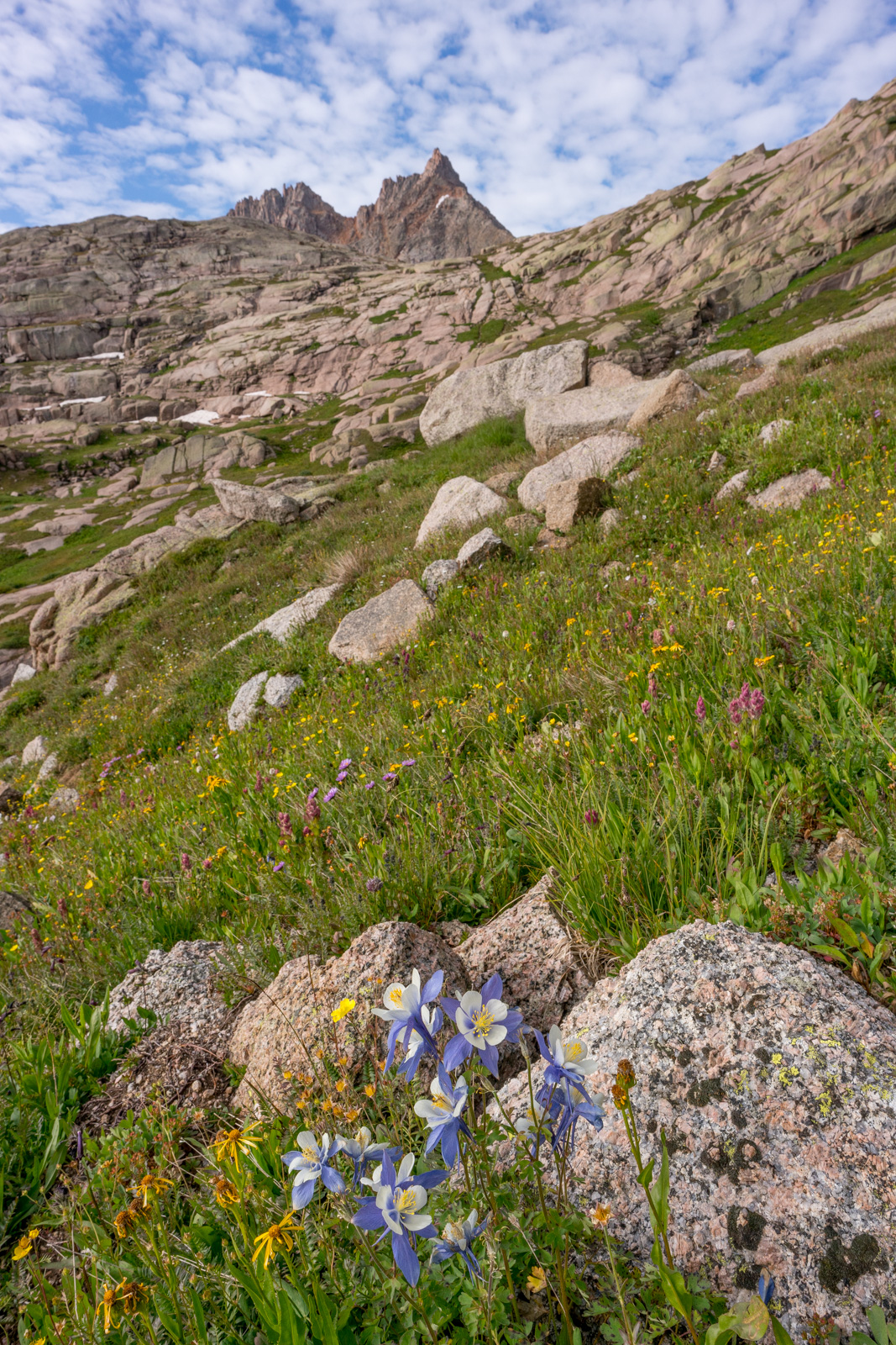 Sunlight Peak and Columbine flowers