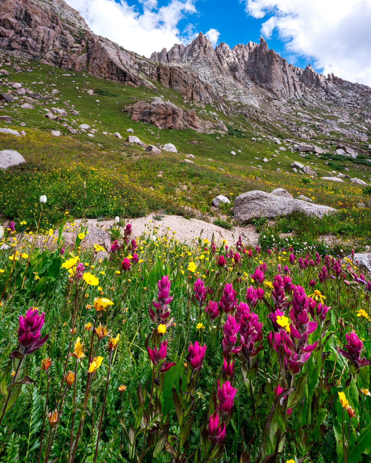 Jagged Mountain and Rosy Paintbrush
