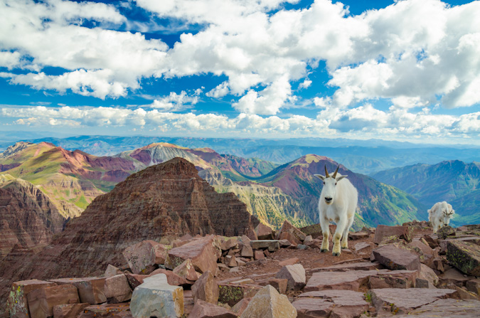 Mountain goats on Maroon Peak