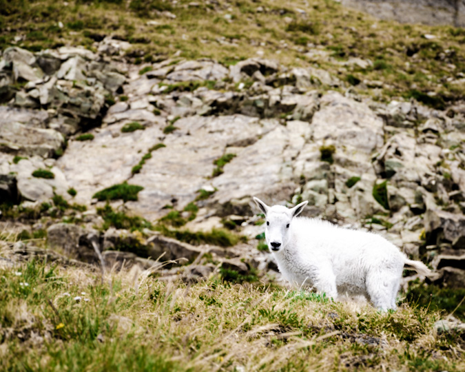 Mountain goat kid