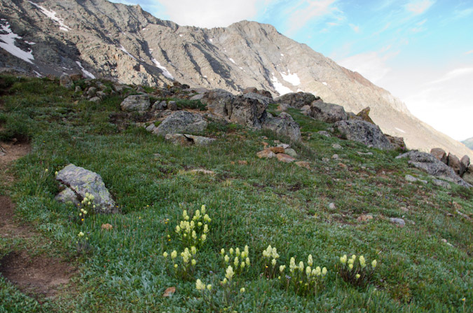 Flowers on Mount Wilson - El Diente in the background