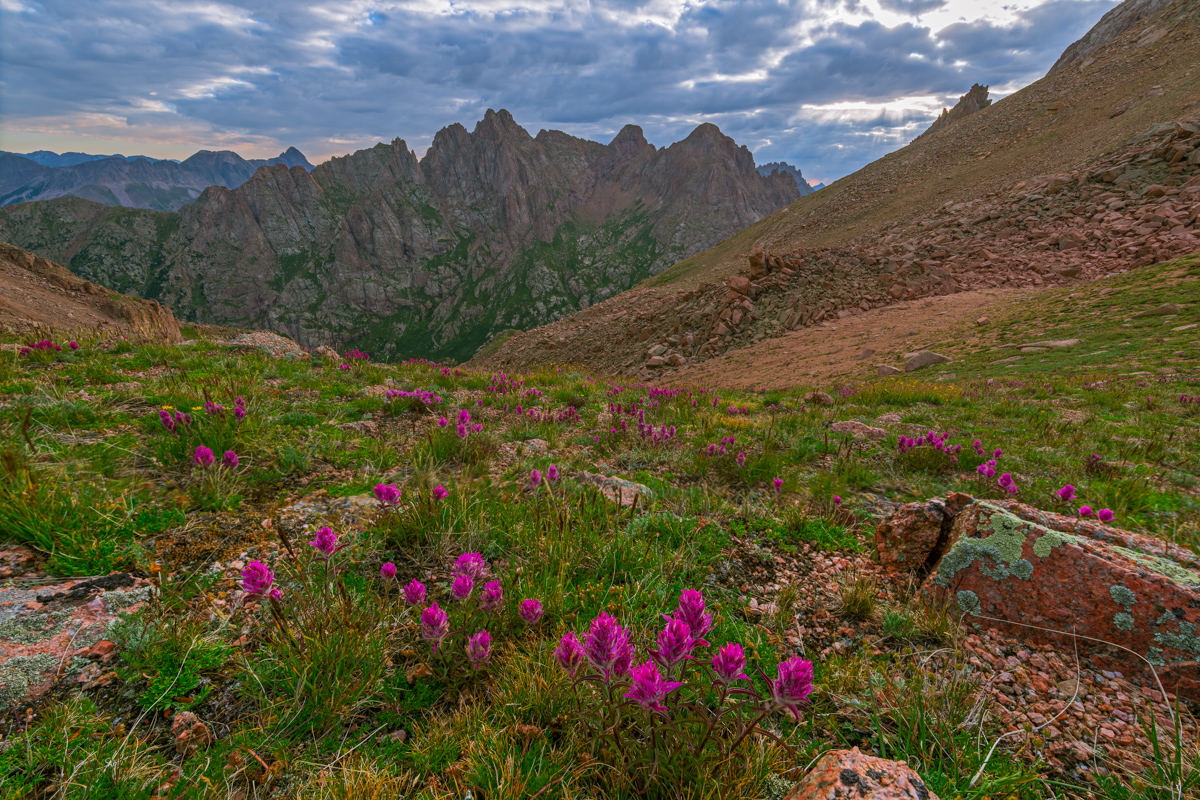 Sunrise and wildflowers of Needle Mountains
