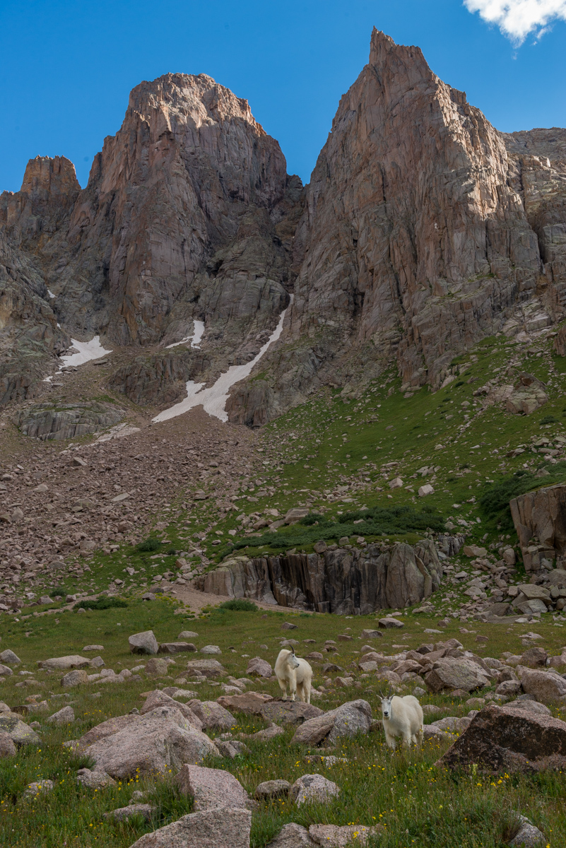 Mountain goats in Ruby Basin