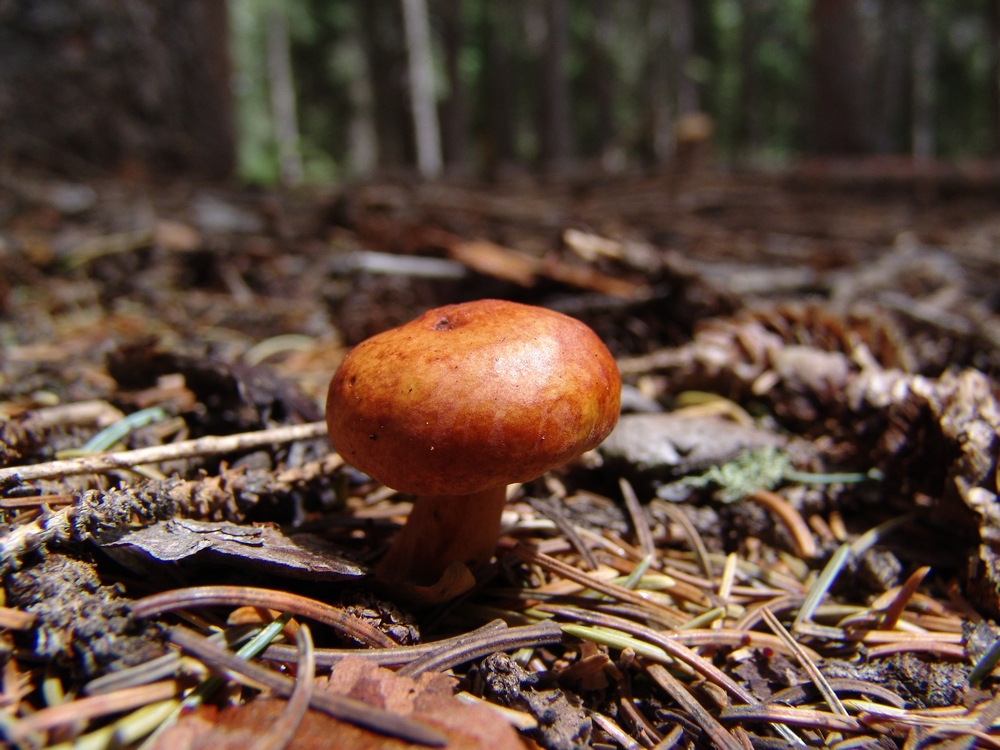 Brown Mushroom1