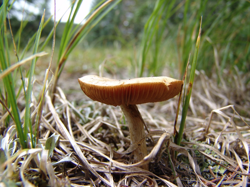 Mushroom Rising
