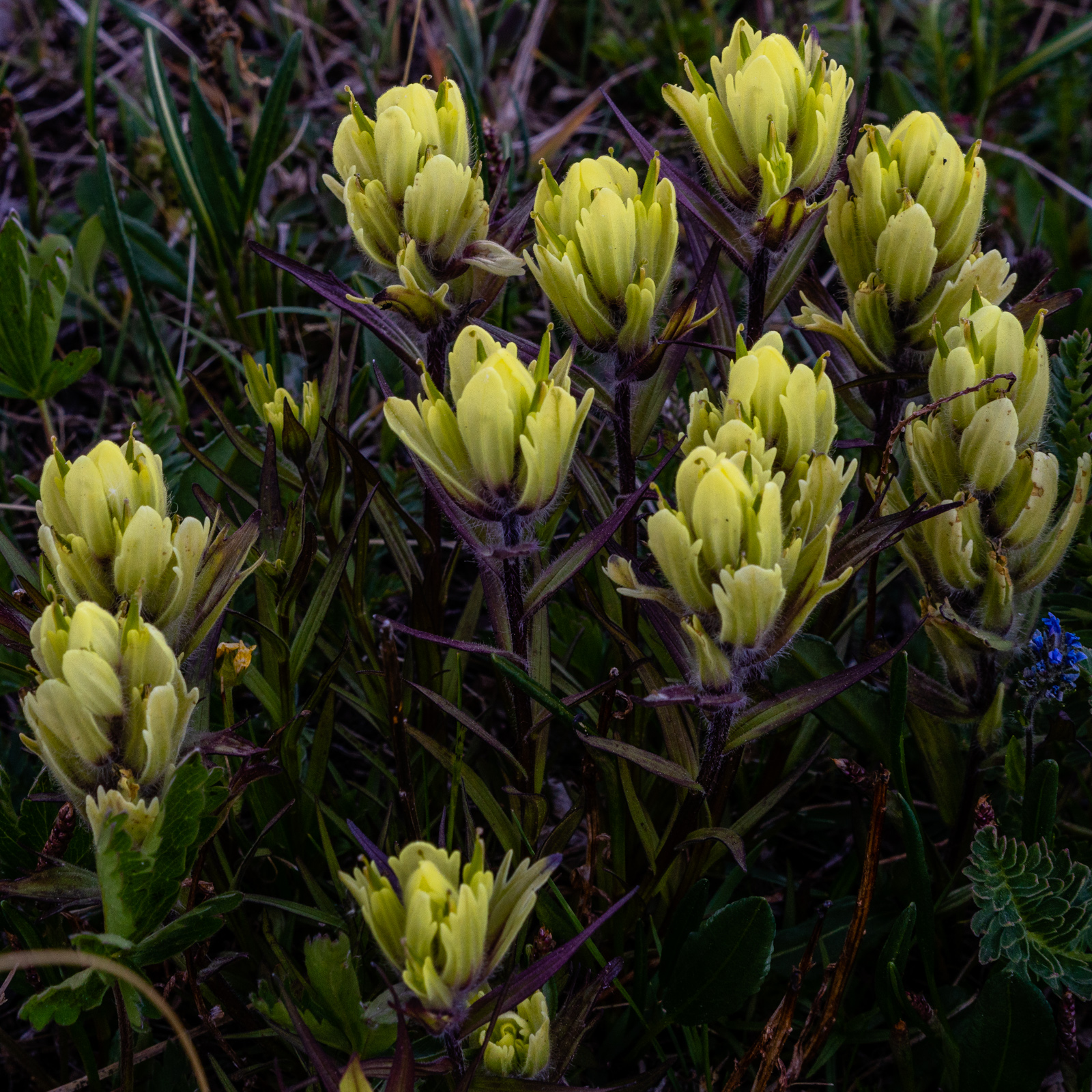 Yellow Paintbrush on the Colorado Trail