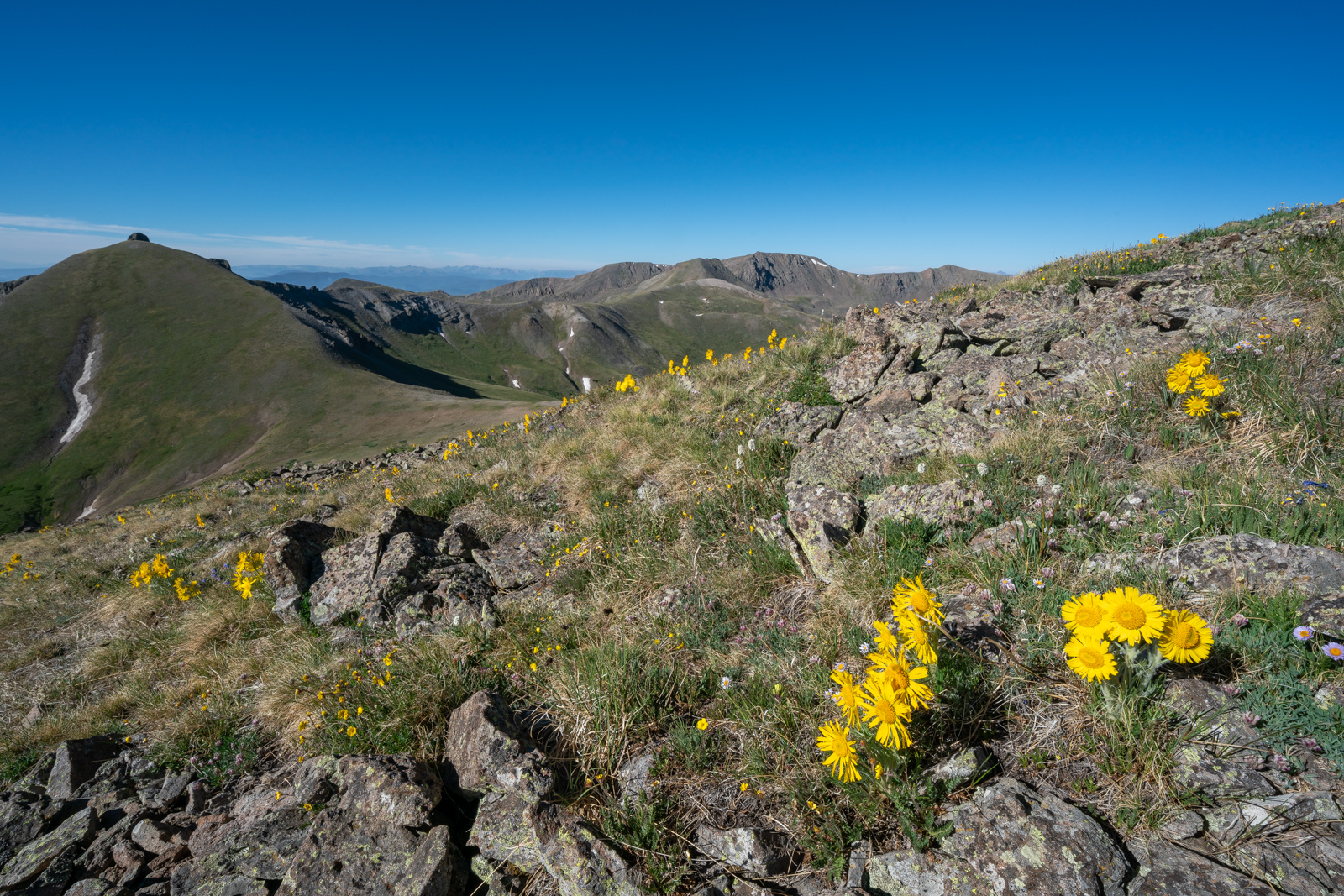 Alpine Sunflowers on San Luis Peak