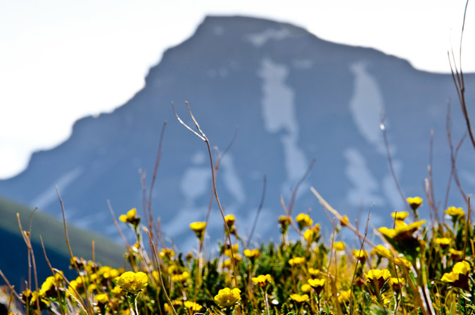 Uncompahgre and Wildflowers